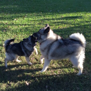 Trolan hot sale norwegian elkhounds